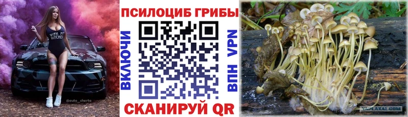 Псилоцибиновые грибы Cubensis  Баксан 